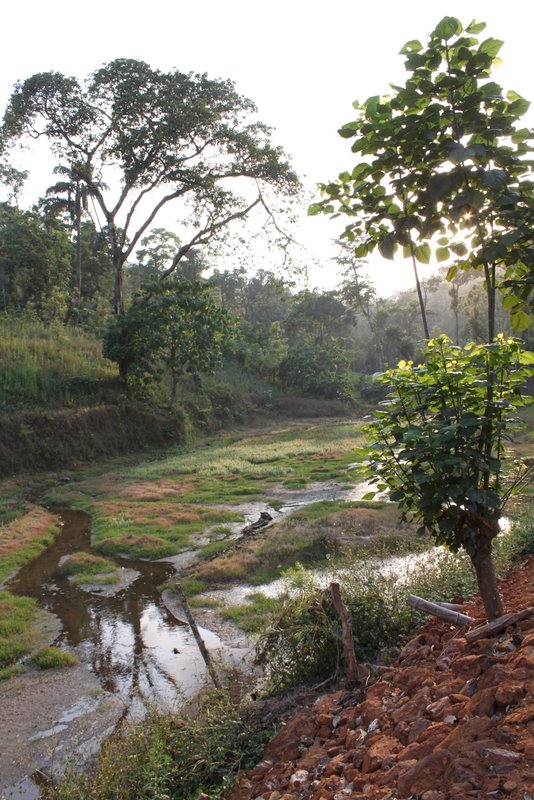 India 2010 - Coorg - Honey Valley - Trek to the Swimming Hole